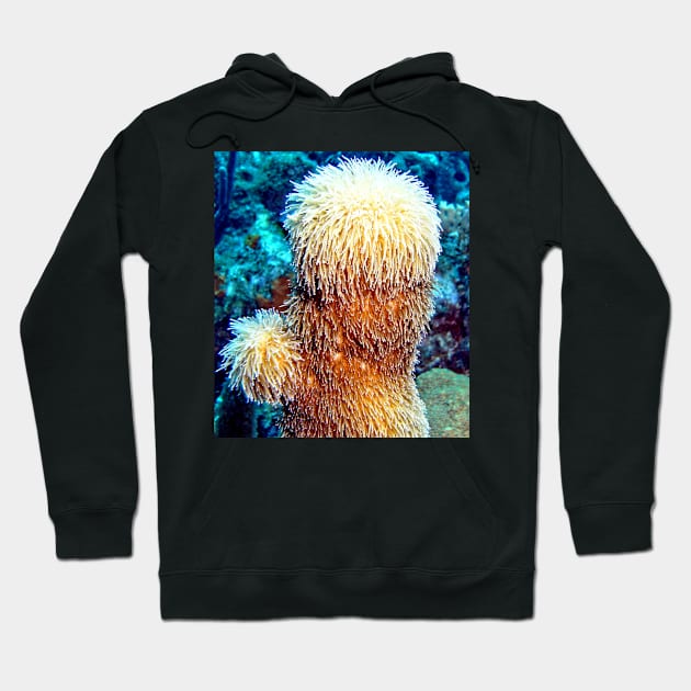 Corky Sea Finger feeding on the Caribbean currents Hoodie by Scubagirlamy